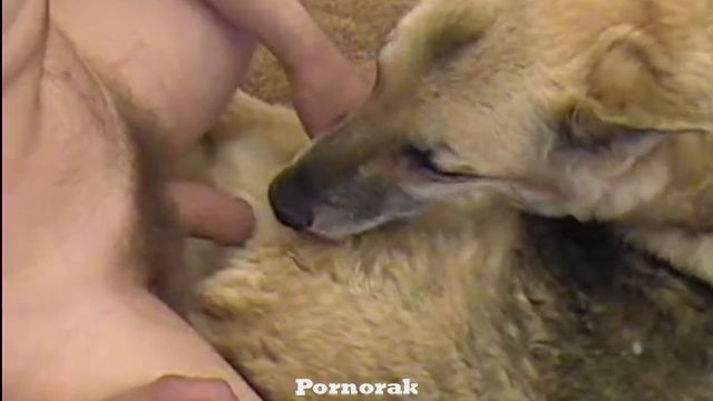 Зоофил трахает овчарку, любительское порно с собакой