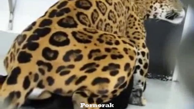 Порно диких кошек , тигр трахает пуму, скачать видео зоо