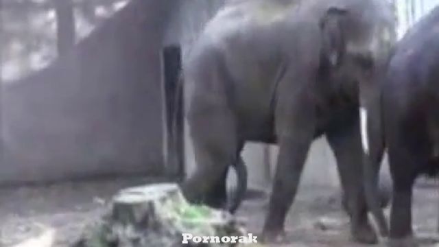 Порно слонов, спаривание больших животных в зоопарке 