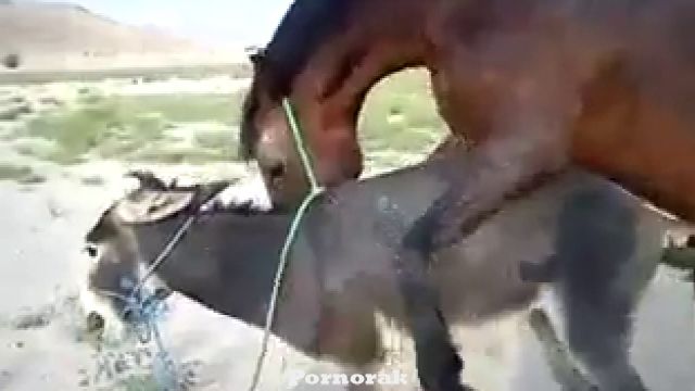 Конь трахает ишака, порно домашних животных скачать