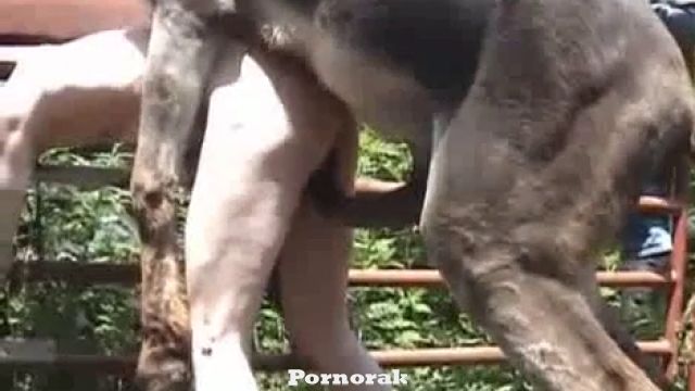 Ишак насилует мужика, порно видео зоофилия с Кавказа