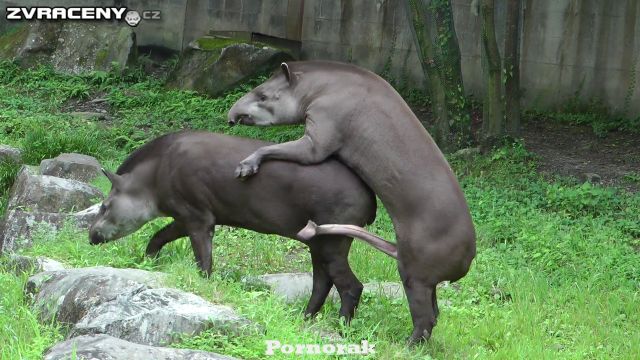 Порно тапиров, животное с огромным членом ебет самку