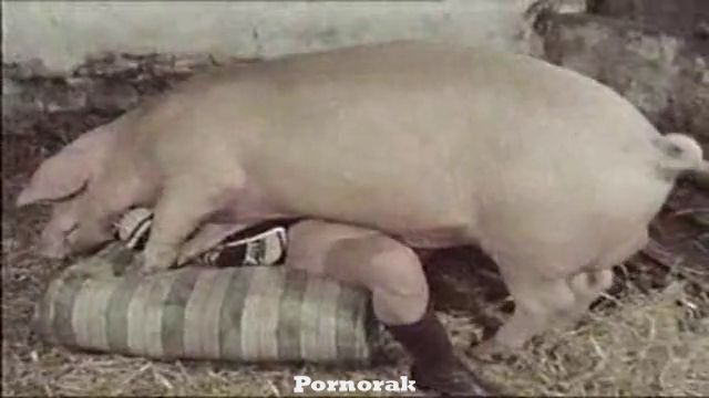 Кабан насилует молодую девушку, зоо порно