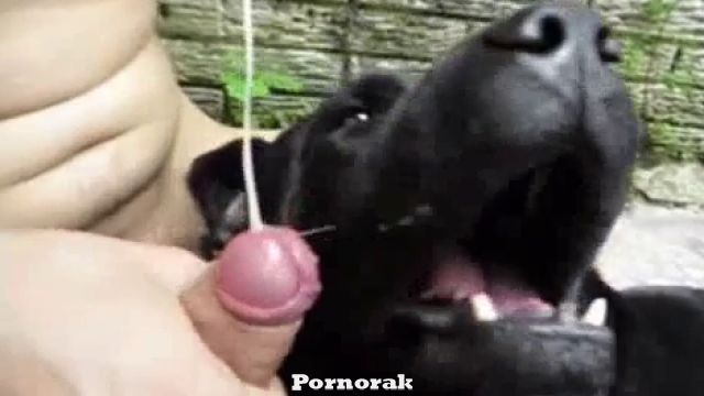 Голый парень дал в рот собаке и кончил ей на морду. Порно зоофила