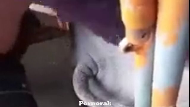 Английские зоофилы трахают свинью на ферме снимая видео на телефон