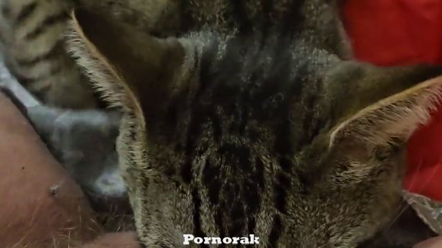 Баба заставила кота лизать волосатую пизду, домашнее зоо порно с животным