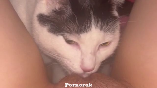 Наглый кот лижет клитор у хозяйки, куни зоо порно дома