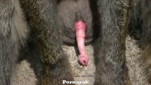 Порно обезьяны, гамадрил дрочит длинный хуй
