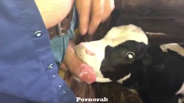 Зоофил вафлит молодого бычка, порно с скотиной